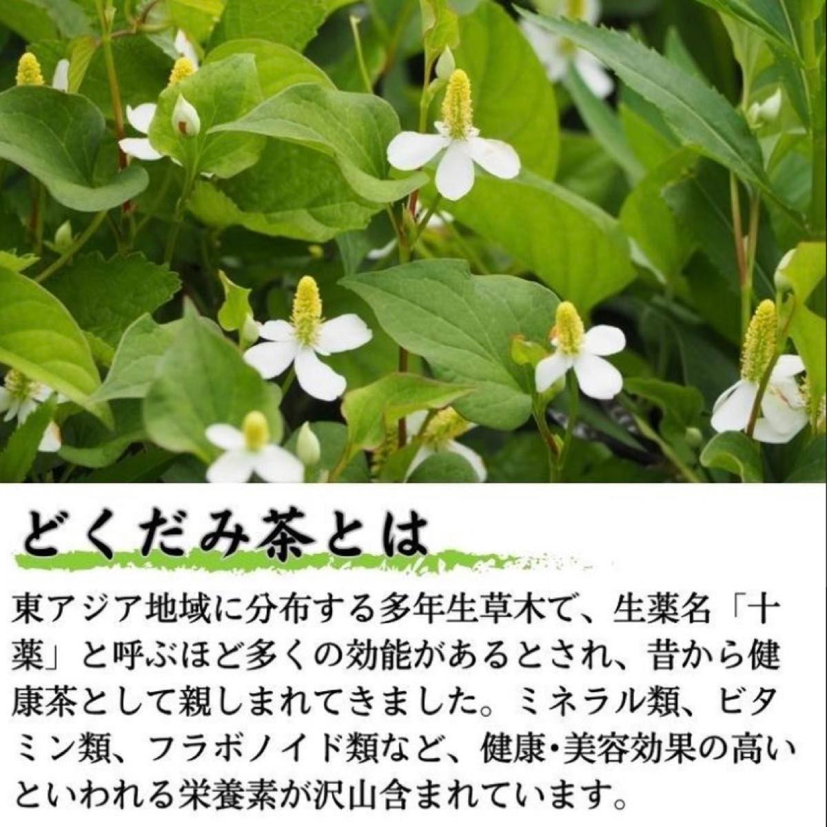 【200g】兵庫県産 どくだみ茶 ドクダミ 野草茶 健康茶 お茶 十薬 薬草 野草 ノンカフェイン プレゼント クーポン利用 