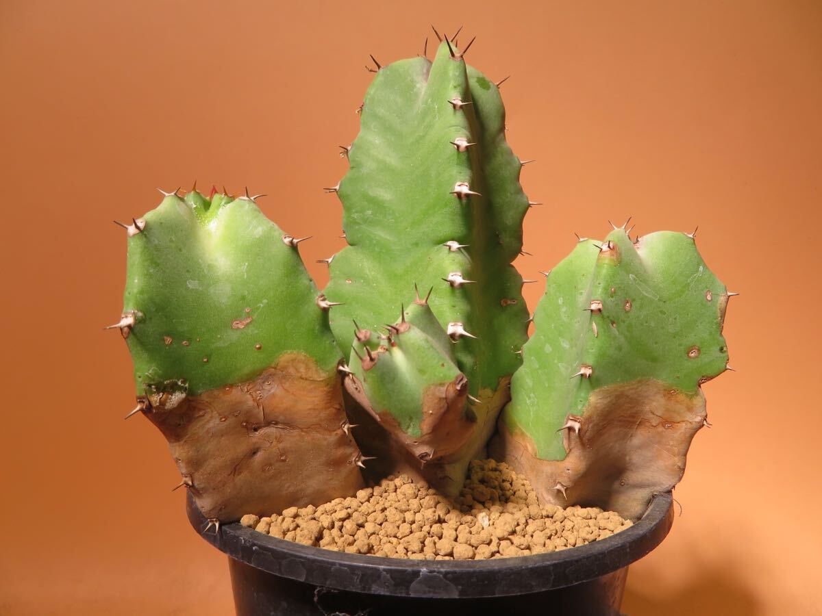 79 Euphorbia resinifera ユーフォルビア サボテン 多肉植物 塊根　コーデックス 塊茎_画像4