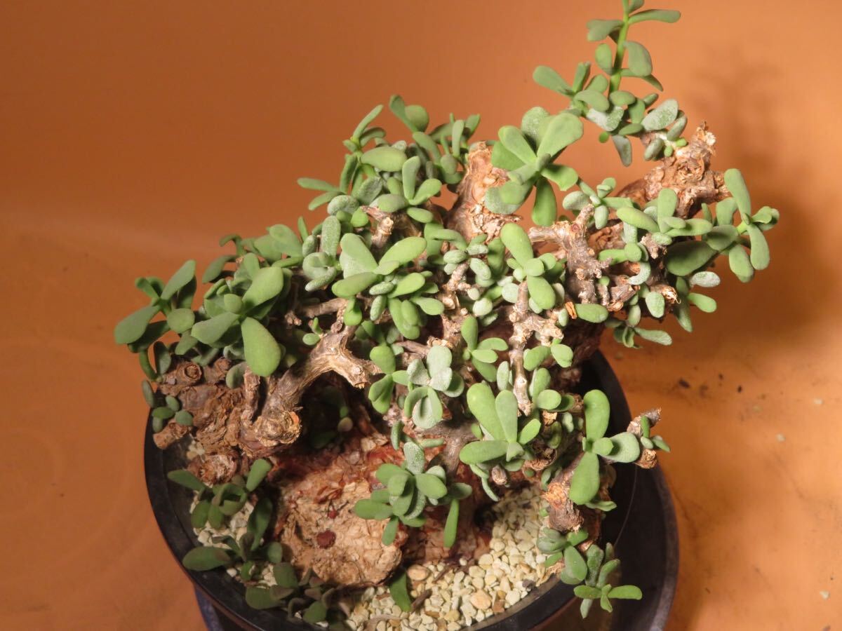 59 Ceraria pygmaea R5/1月 ケラリア ピグマエア サボテン 多肉植物 塊根 コーデックス 塊茎の画像6