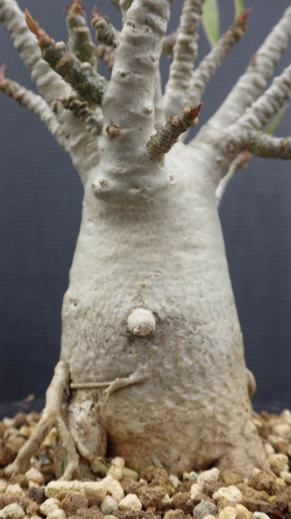 多肉植物　アデニウム　アラビカム　塊根種　枝数多くてオススメ品　1_画像10