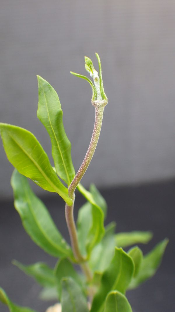 多肉植物　フォッケア　エデュリス　火星人　塊根種　ガガイモ科　_画像6