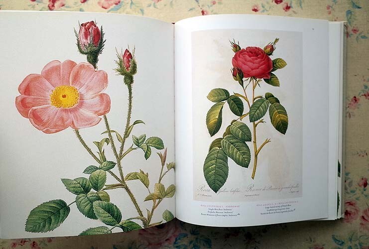 14914/ピエール・ジョセフ・ルドゥーテ バラ図譜 Romantic Roses Redoute's Roses 2002年 Taschen Pierre-Joseph Redoute 画集 植物画_画像5