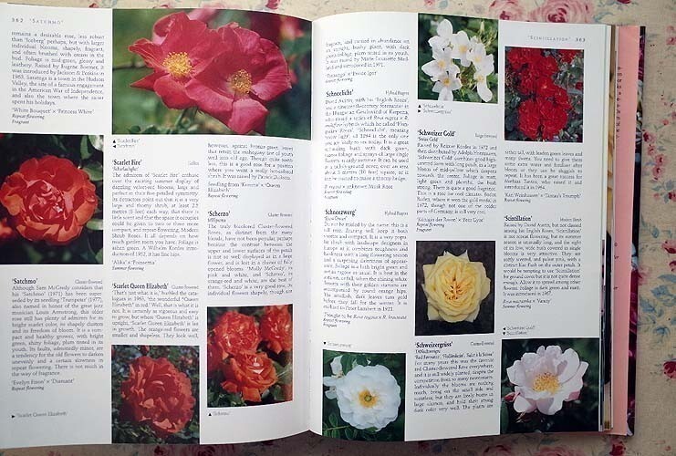 45339/バラの本 The Ultimate Rose Book 1500 Roses クラシックローズ イングリッシュローズ ガーデン 薔薇 ガーデニング 園芸_画像3