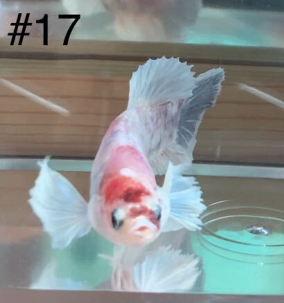#17 熱帯魚　ベタ　ダンボ　コイ【メス抱卵中 1個】_画像4
