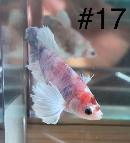 #17 熱帯魚　ベタ　ダンボ　コイ【メス抱卵中 1個】_画像2