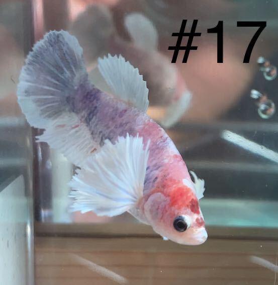 #17 熱帯魚　ベタ　ダンボ　コイ【メス抱卵中 1個】_画像1