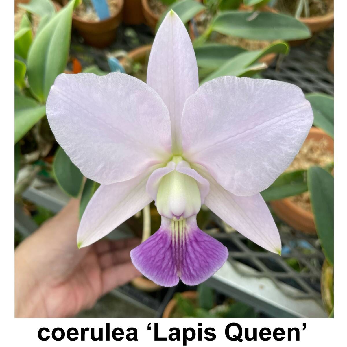 Yahoo!オークション - 洋蘭原種 C. walkeriana coerulea 'Lapis Yahoo!オークション - 洋蘭原種 C. walkeriana coerulea 'Lapis