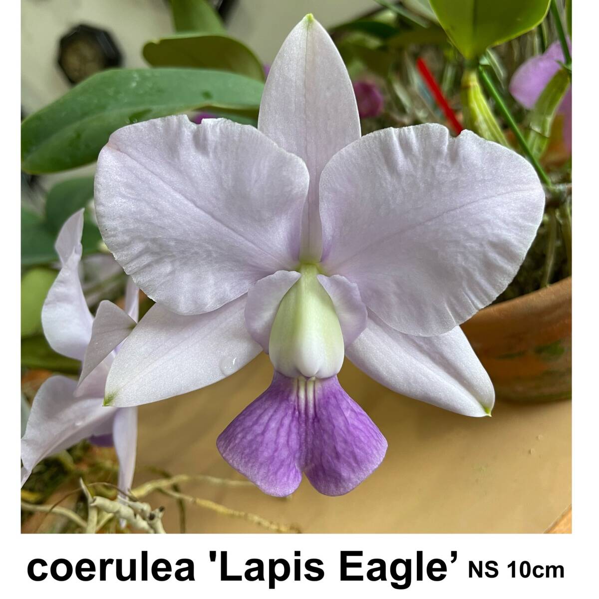 洋蘭原種 C. walkeriana coerulea 'Lapis Eagle' OG 開花サイズ_画像1