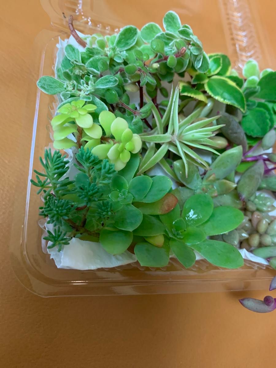 多肉植物 カット苗　寄せ植えセット