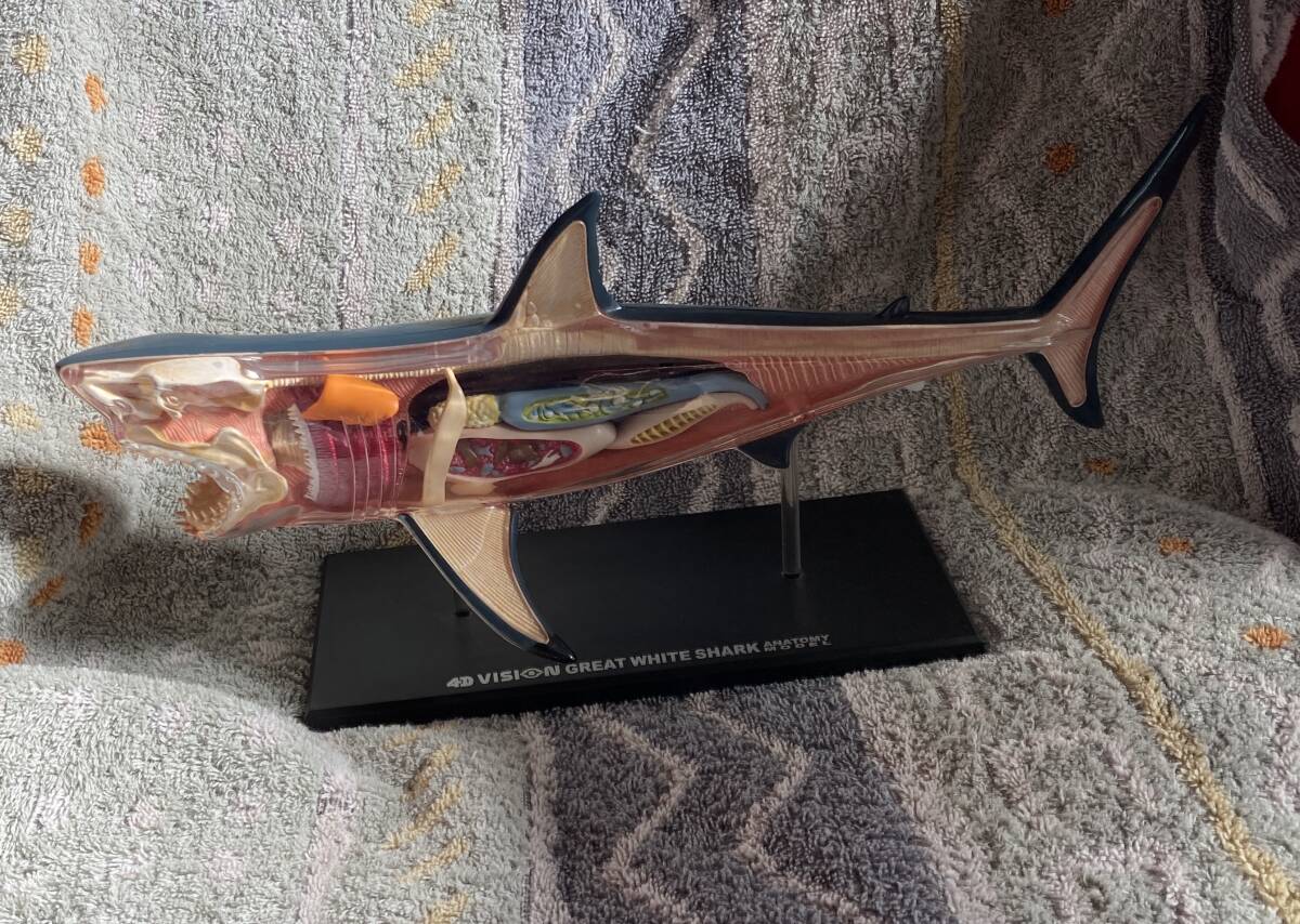 激レア品♪魚体の中が丸わかりです!![サメの立体模型／シャーク／ジョーズ]飾り台付き/タテ10cmヨコ34cm/海洋生物フィギュア/アートの画像1