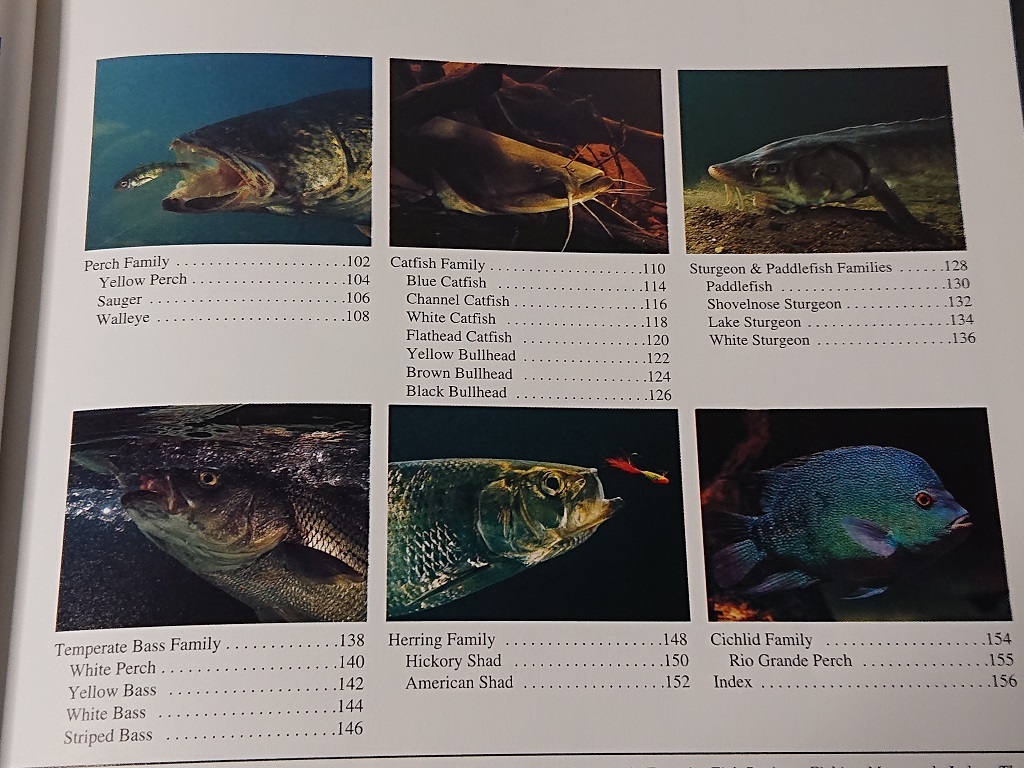 洋書 淡水釣魚図鑑 アメリカ フィッシング 淡水魚の画像8