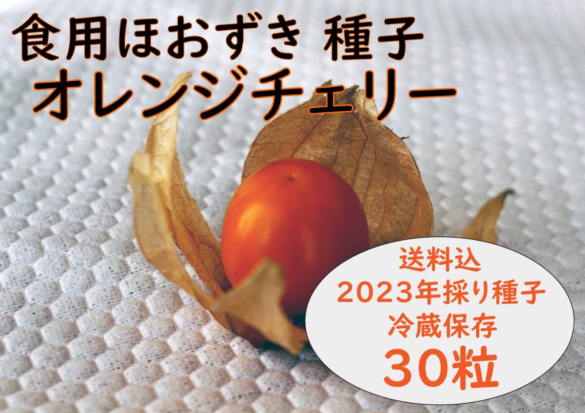 食用ほおずき「オレンジチェリー」種子30粒 ワンコイン500円 aの画像1