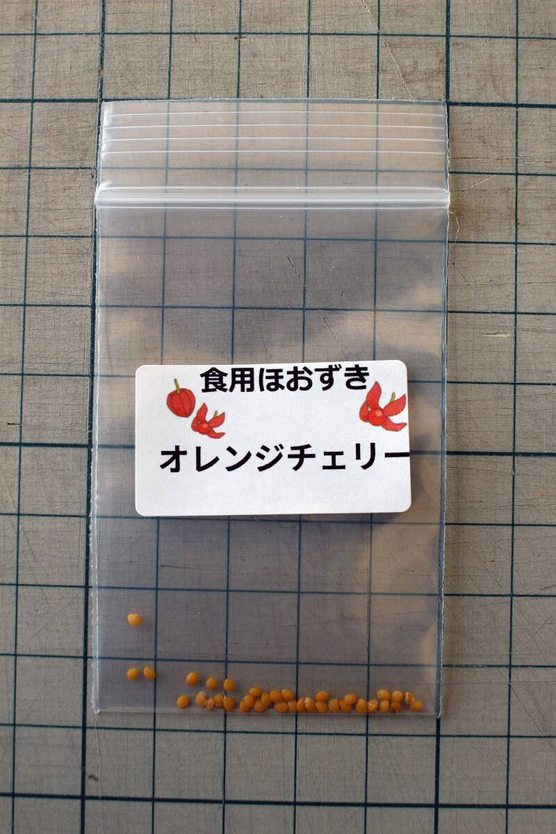 食用ほおずき「オレンジチェリー」種子30粒 ワンコイン500円 aの画像2