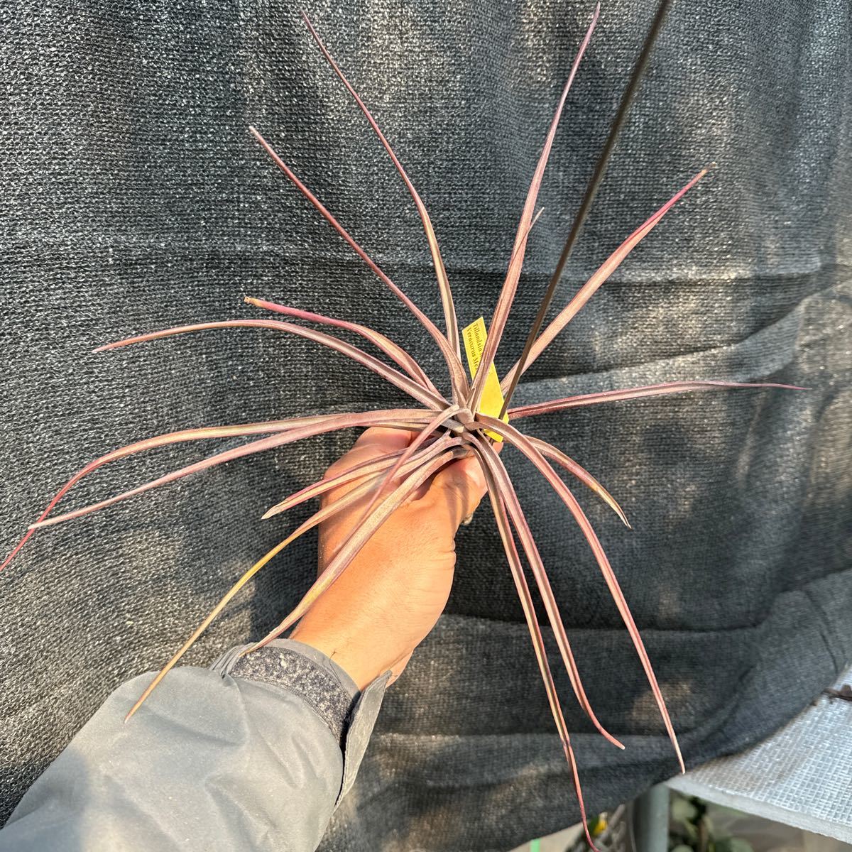 brome задний коллекция Tillandsia novakii