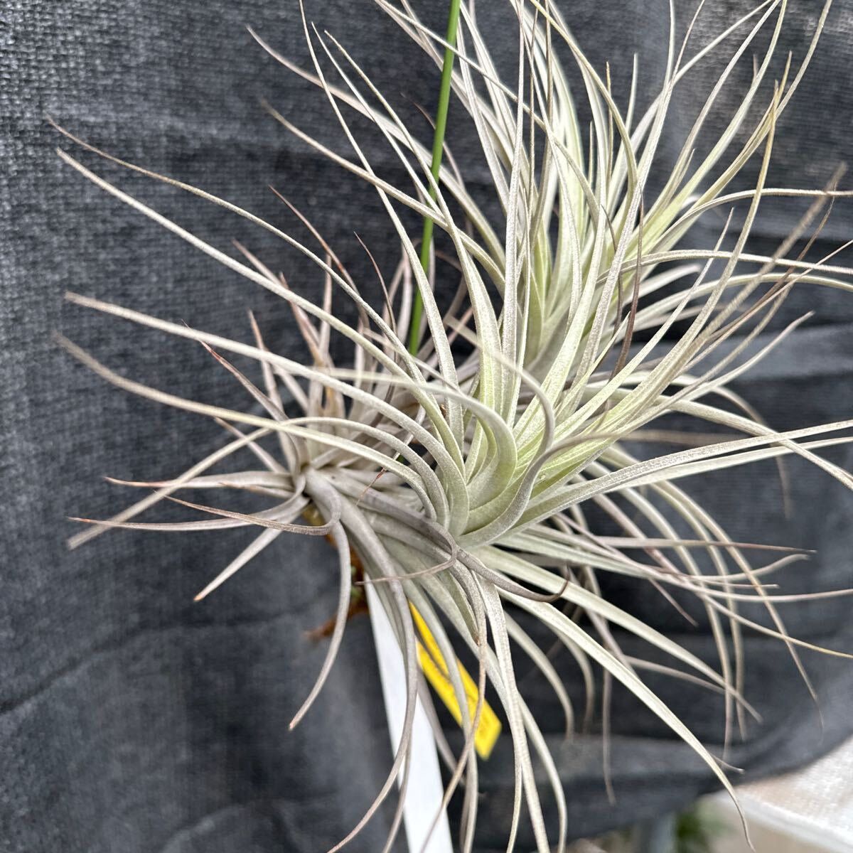 brome rear collection Tillandsia milagrensis type Elton Leme Collection Bahia Brazil limitation 1.