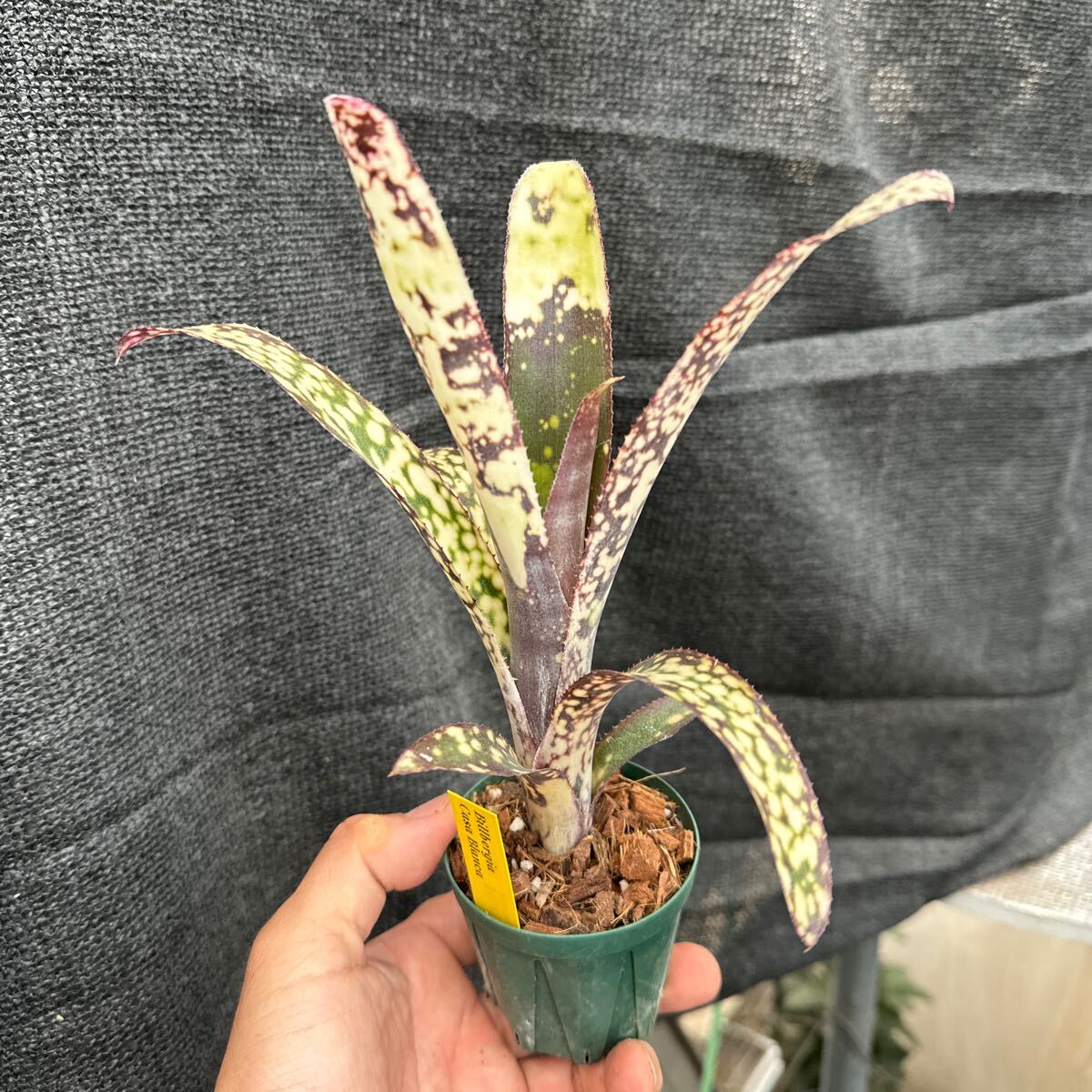 ブロメリア　コレクション　Billbergia Casa Blanca_画像1