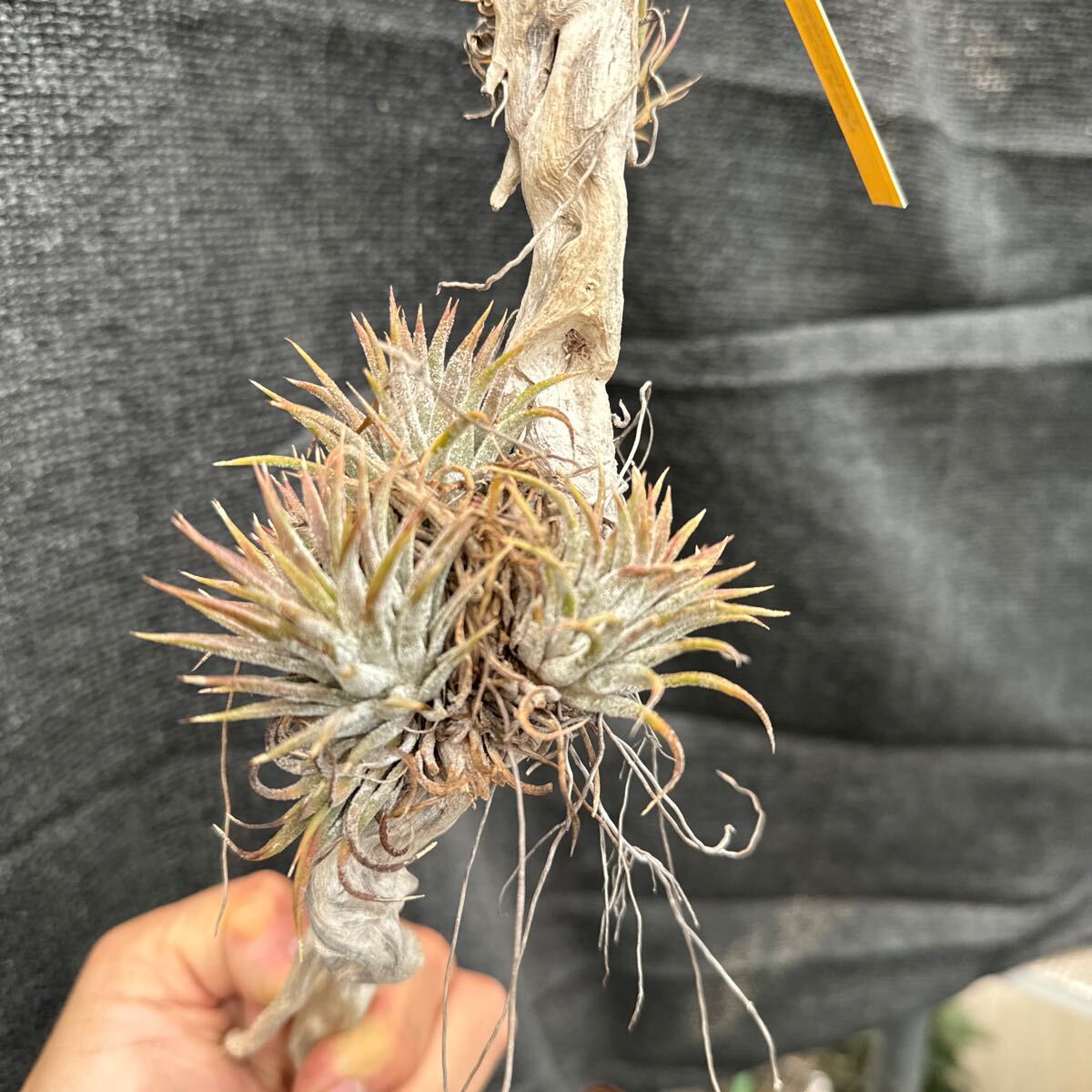 ブロメリア　コレクション　Tillandsia ionantha Mexican Select_画像4