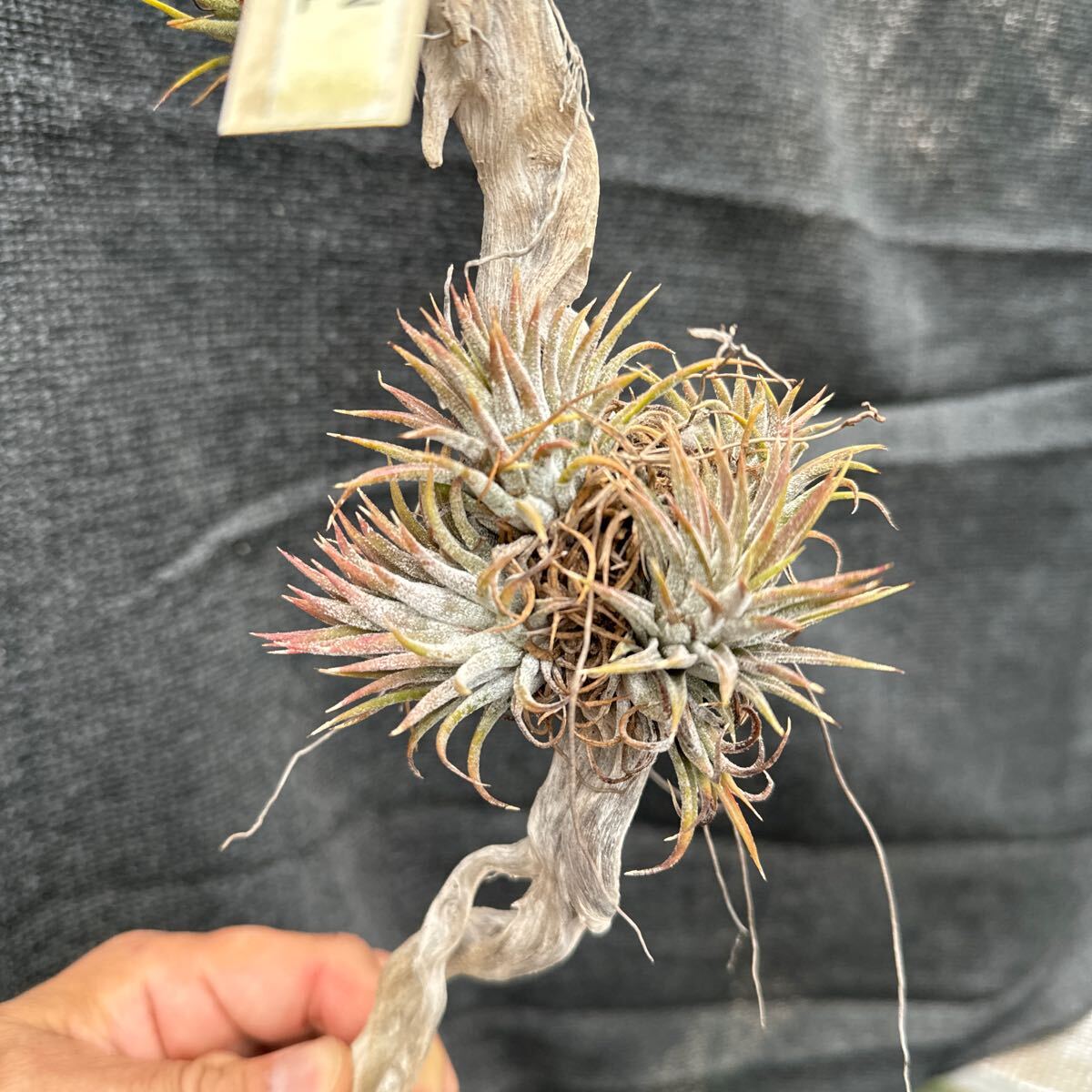 ブロメリア　コレクション　Tillandsia ionantha Mexican Select_画像2