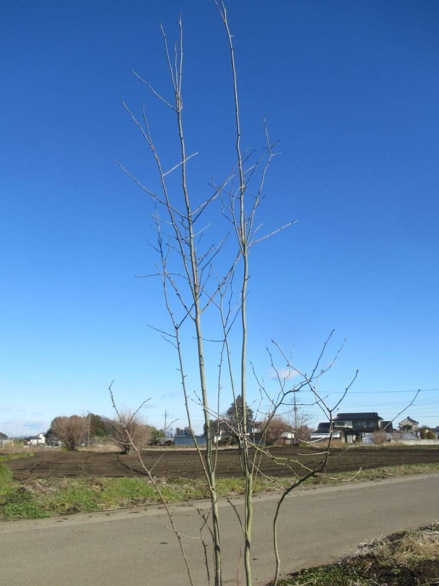 ◇自然風のお庭に♪『落葉樹』◇人気◇アオハダ◇２４０ｃｍ◇本株立ち◇の画像7