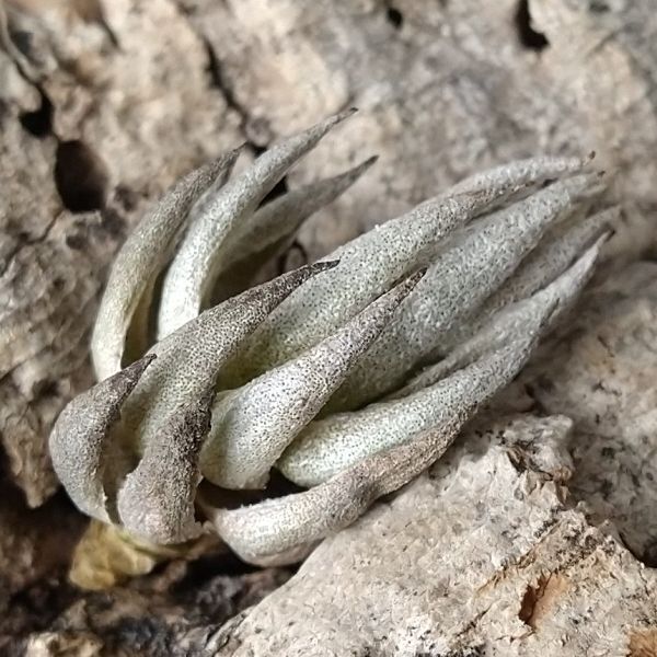 【T57】SS級！ブラジル産 山採り極上株！！チランジア レクリナータ Tillandsia reclinata エアプランツ_画像5