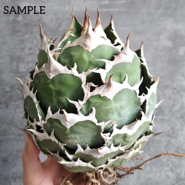 【F7827】S級極上選抜株！Agave Titanota ITALIY イタリア産極上選抜株！！ アガベ チタノタの画像4