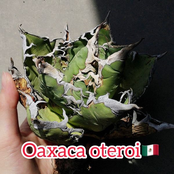 【F7713】【SS級極上血統！胴切り超希少子株！】オアハカ 産 アガベ オテロイ agave oteroi Oaxaca ( チタノタ ゴジラ 悪魔くん バケモノの画像1