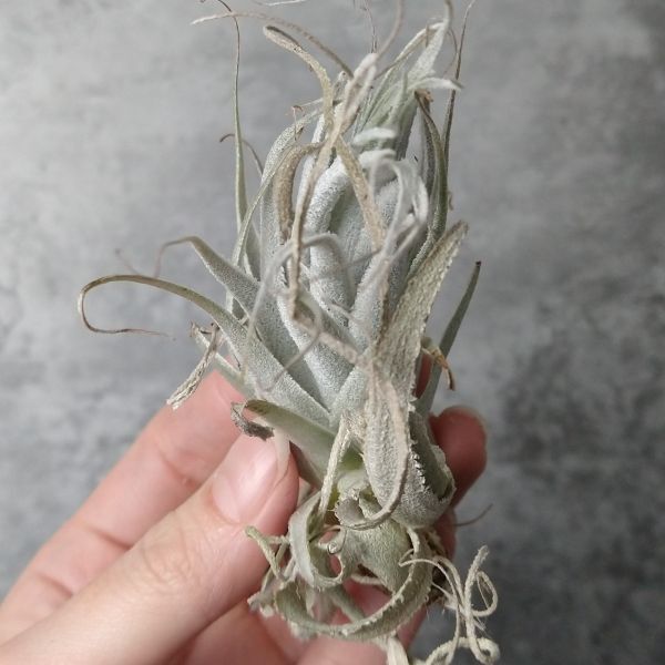 【T48】SS級！ブラジル産 山採り極上株！！チランジア ガルドネリー ルピコラ Tillandsia gardneri var. rupicola エアプランツ_画像3