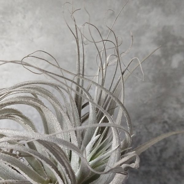 【T50】SS級！ブラジル産 山採り極上株！！チランジア ガルドネリー ルピコラ Tillandsia gardneri var. rupicola エアプランツ_画像5