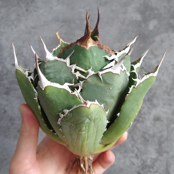 【IR2277】【SS級極上血統！イラン産！アガベ チタノタ タランチュラ】Agave titanota ' Tarantula '_画像6