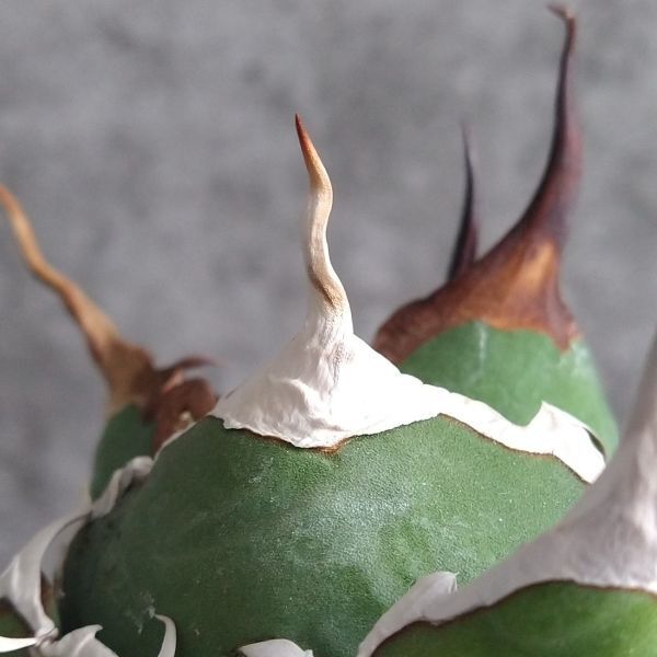 【IR2277】【SS級極上血統！イラン産！アガベ チタノタ タランチュラ】Agave titanota ' Tarantula '_画像9