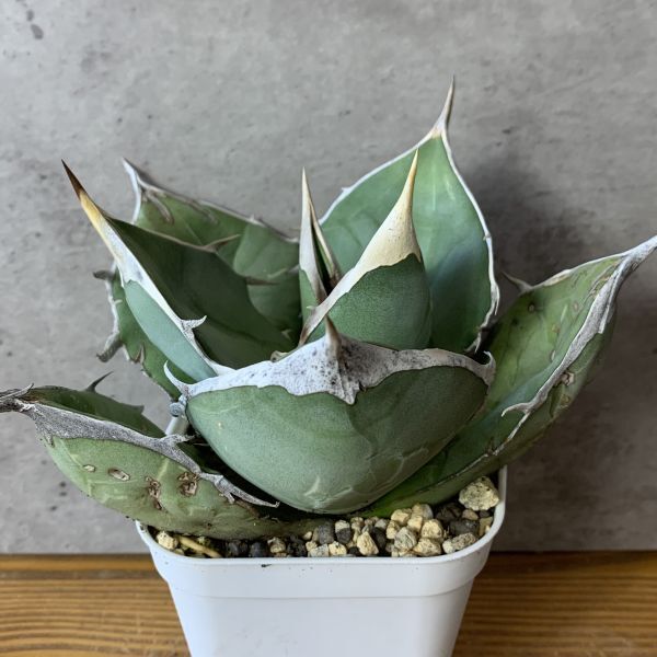 【F7905】【SS級極上！！超希少個体】オアハカ 産 アガベ オテロイ agave oteroi Oaxaca ( チタノタ ゴジラ 悪魔くん バケモノ )の画像1