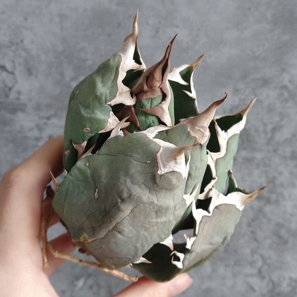 【IR2278】現品のみ！【SS級極上血統！イラン産！アガベ チタノタ チタノタ キョウト！】Agave titanota ' Kyoto 'の画像3