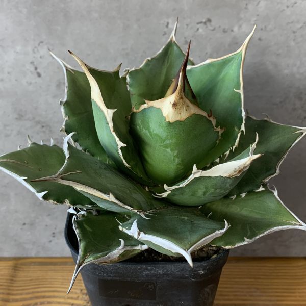 【F7908】【SS級極上！！超希少個体】オアハカ 産 アガベ オテロイ agave oteroi Oaxaca ( チタノタ ゴジラ 悪魔くん バケモノ )の画像2