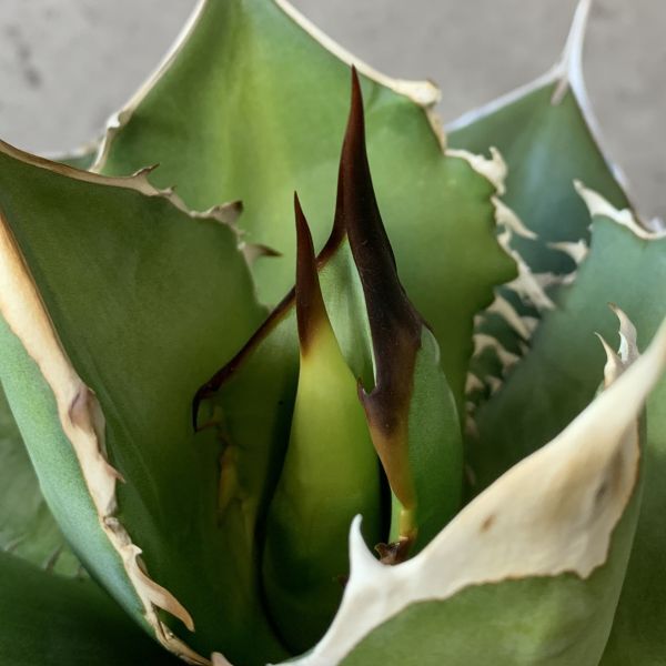 【F7908】【SS級極上！！超希少個体】オアハカ 産 アガベ オテロイ agave oteroi Oaxaca ( チタノタ ゴジラ 悪魔くん バケモノ )の画像6