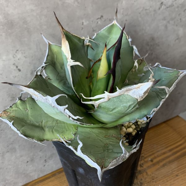 【F7909】【SS級極上！！超希少個体】オアハカ 産 アガベ オテロイ agave oteroi Oaxaca ( チタノタ ゴジラ 悪魔くん バケモノ )の画像1