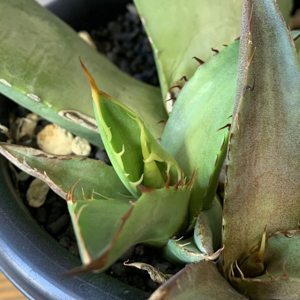 【F7911】【SS級極上血統！胴切り超希少子株！】オアハカ 産 アガベ オテロイ agave oteroi Oaxaca ( チタノタ ゴジラ 悪魔くん バケモノの画像3