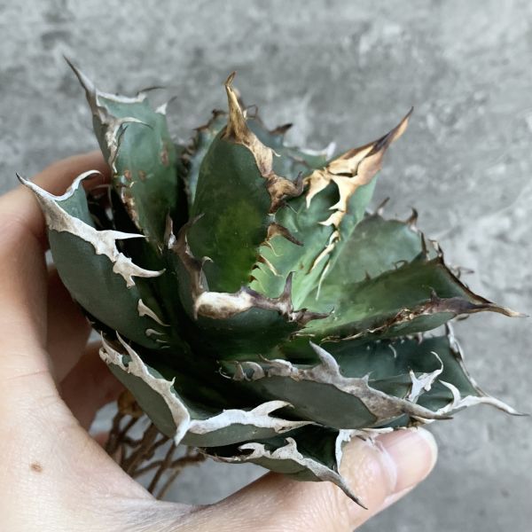 【D1183】SS級極上！！【極上ノンネーム チタノタ！強棘 ボール株！！】agave titanota アガベ チタノタの画像2