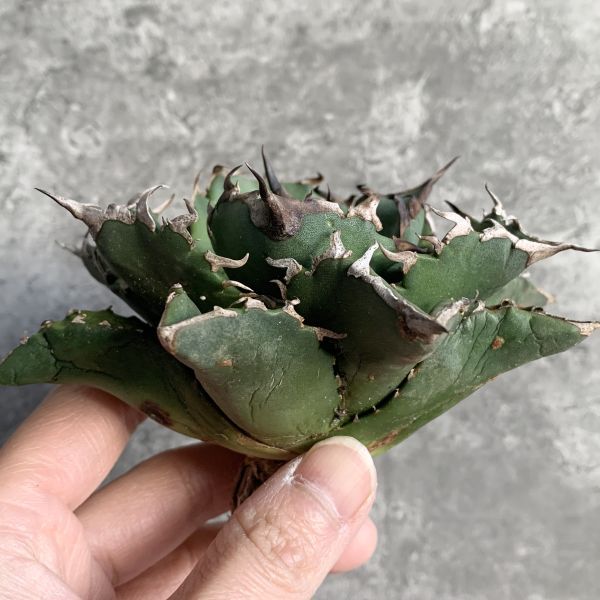 【NN1002】S級極上！！ 【超希少品種！】アガベ チタノタ バラクーダ Agave titanota”barracuda”の画像3