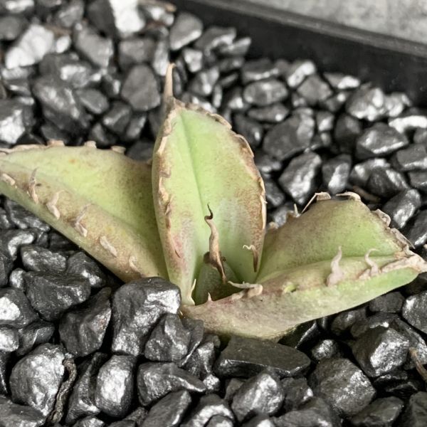 【F7749】【台湾産！超希少チタノタ】 アガベ チタノタ 巨獣 Agave titanota ' 巨獣 '（ ハデス シーザー チタノタ ）の画像3