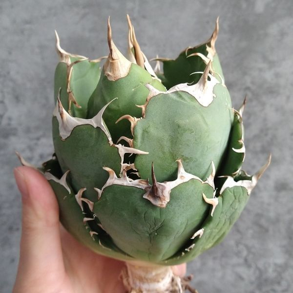 【IR2282】【SS級極上血統！イラン産！アガベ チタノタ アングリー ハート！】Agave titanota ' Angry Heart 'の画像3