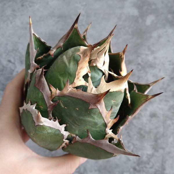 【IR2287】【SS級極上血統！イラン産！アガベ チタノタ バッファロー ！】Agave titanota ' Buffalo '_画像1