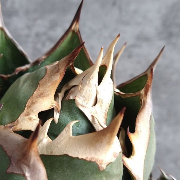 【IR2287】【SS級極上血統！イラン産！アガベ チタノタ バッファロー ！】Agave titanota ' Buffalo '_画像4