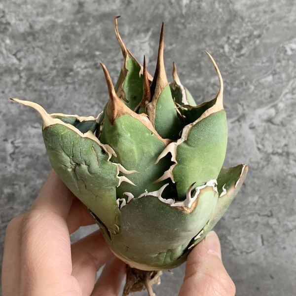 【IR2340】SS級限定株！！【極上高級株！イラン産◆アガベ チタノタ Dragon clow◆】Agave titanota 'Dragon clow'_画像4