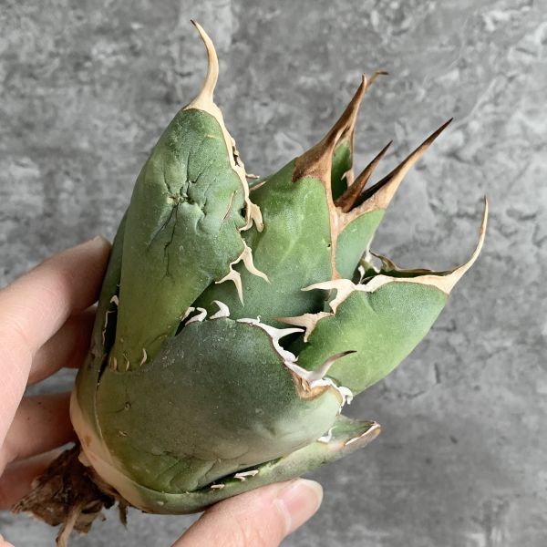 【IR2340】SS級限定株！！【極上高級株！イラン産◆アガベ チタノタ Dragon clow◆】Agave titanota 'Dragon clow'_画像3