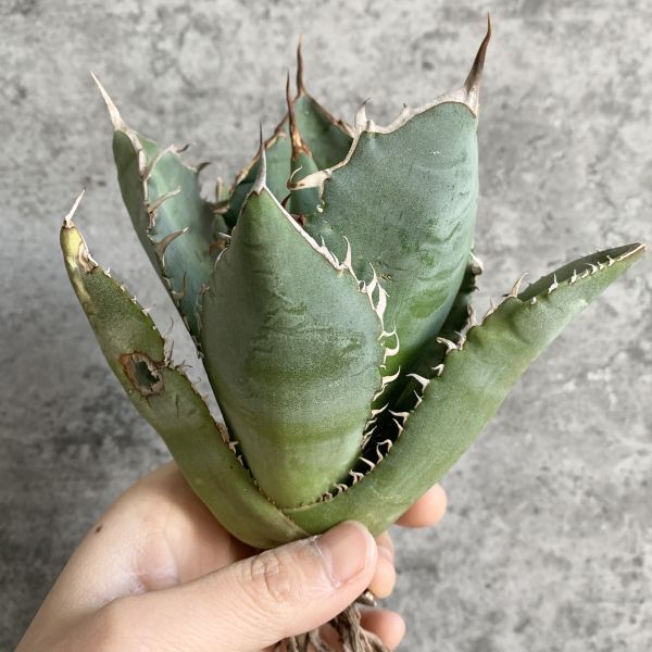 【F7850】S級極上選抜株！Agave Titanota ITALIY イタリア産極上選抜株！！ アガベ チタノタ_画像6