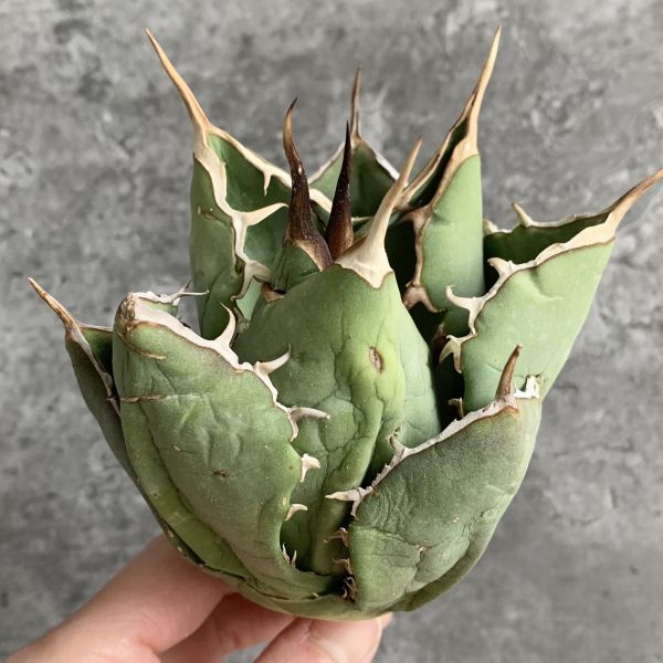 【IR2328】【極上SS級！！高級株！イラン産◆アガベ チタノタ ペルシアン ドワーフ◆】Agave titanota 'Persian Dwarf'_画像3