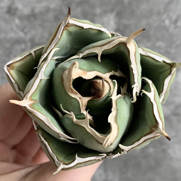 【IR2320】【極上SS級！！高級株！イラン産◆アガベ チタノタ ペルシアン ドワーフ◆】Agave titanota 'Persian Dwarf'_画像4