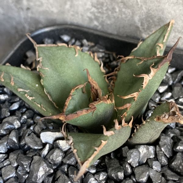 【D1238】【超希少 チタノタ】極上血統 強棘選抜！ アガベ チタノタ Fo 076 Agave titanota_画像3