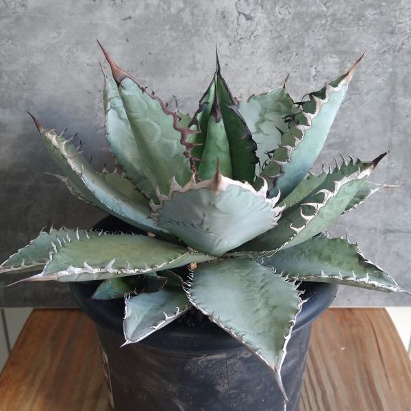 【F7917】希少子株販売【極上US産！！】特選！アガベ チタノタ ライオンズメーン Agave titanotaの画像1