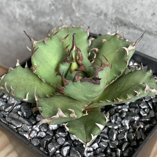 【NN989】【SS級！！希少品種！】アガベ チタノタ キョウト Agave titanota”Kyoto”の画像2